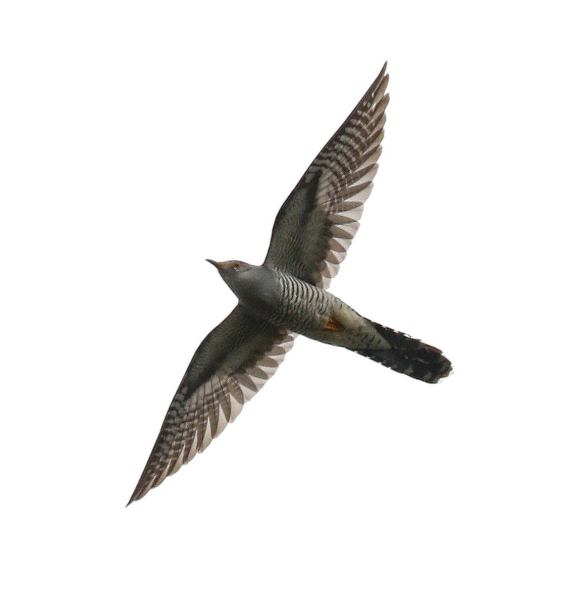 Common Cuckoo - Michael Hoare