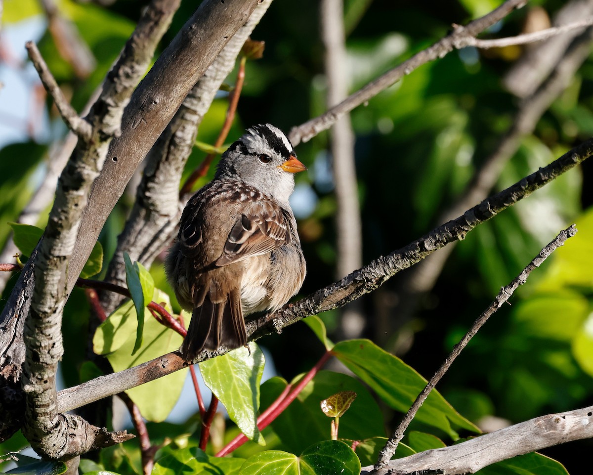 White-crowned Sparrow - Torgil Zethson