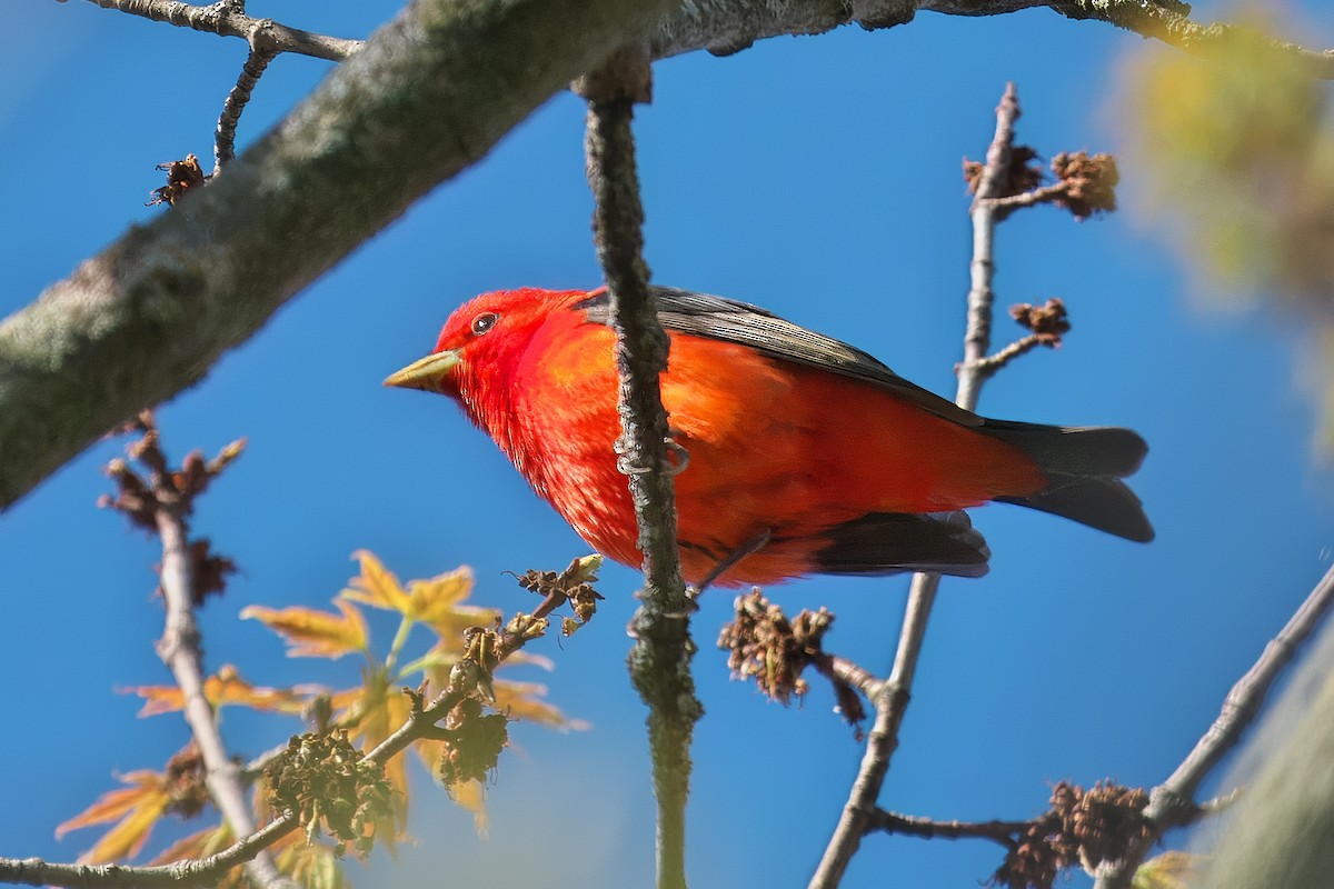 Scarlet Tanager - ML618619645