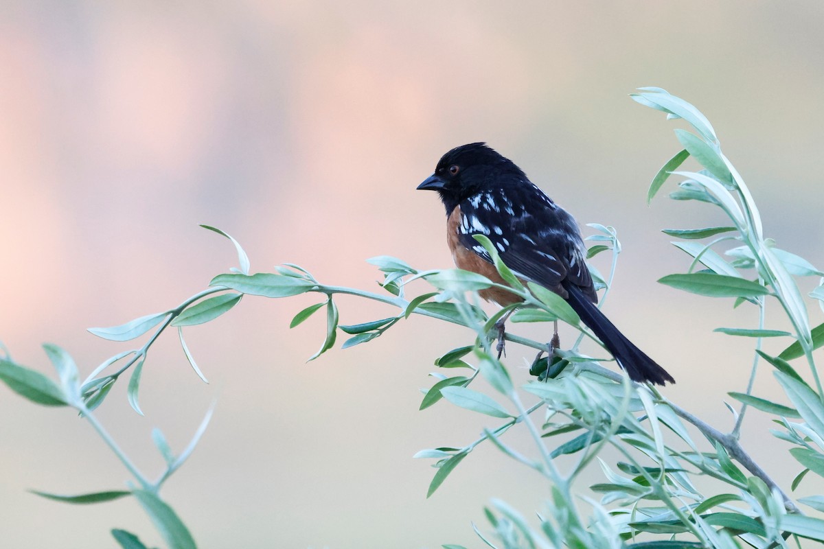Spotted Towhee - ML618619650