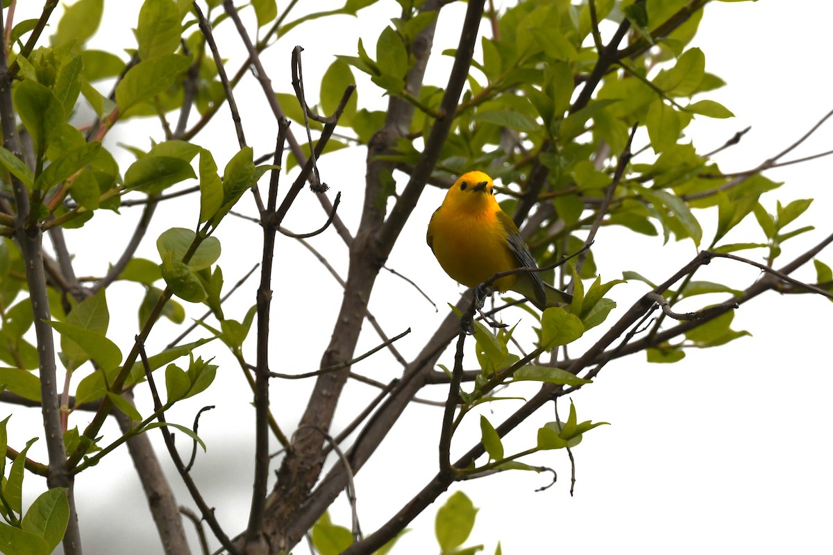 Prothonotary Warbler - ML618619665