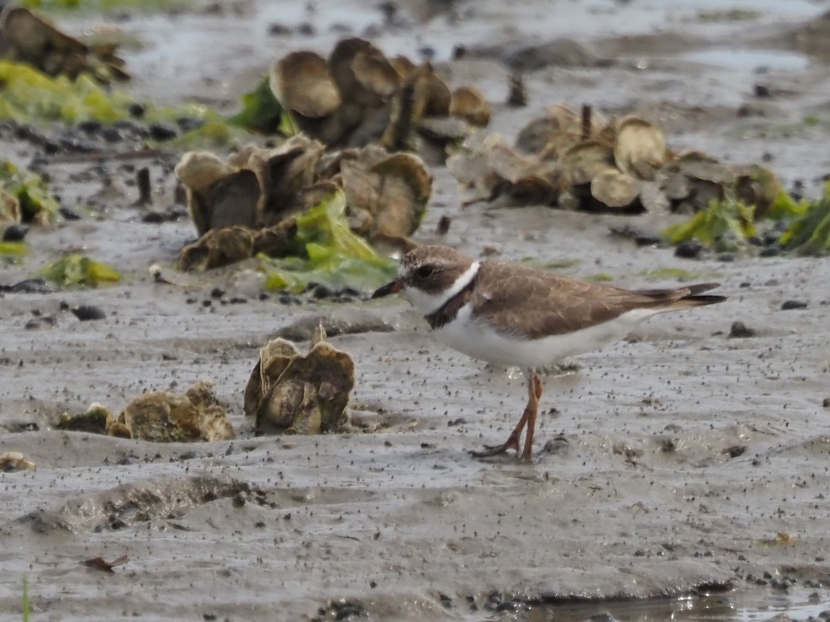 Semipalmated Plover - ML618619690