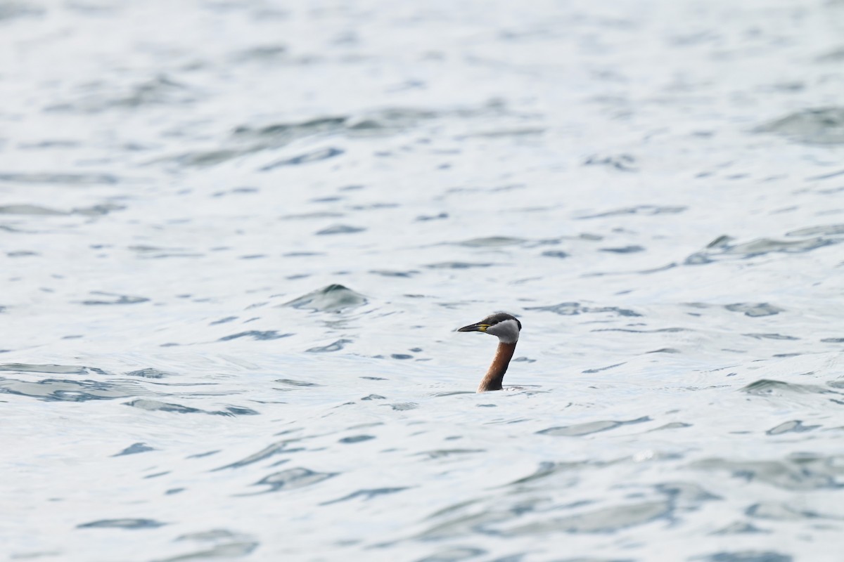 Red-necked Grebe - ML618619691