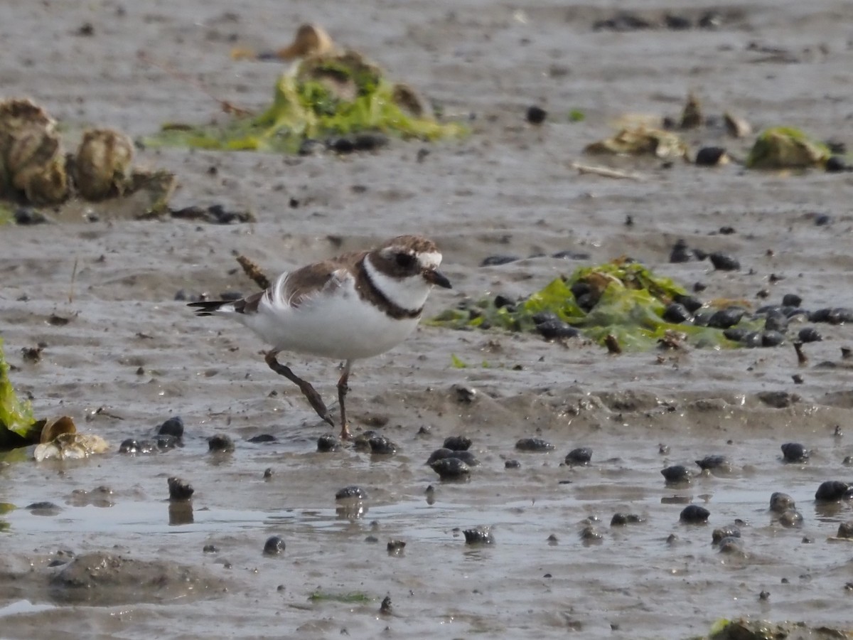 Semipalmated Plover - ML618619694