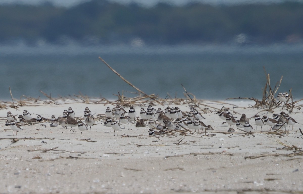 Semipalmated Plover - ML618619708