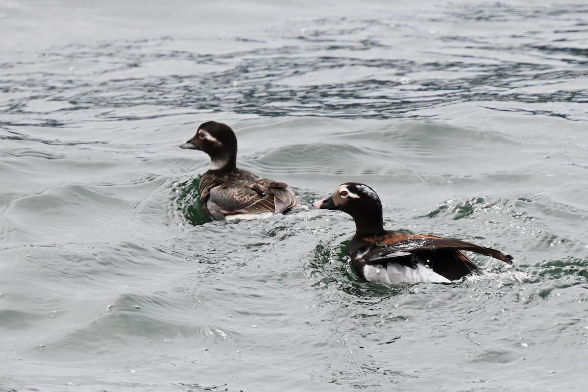 Long-tailed Duck - ML618619770