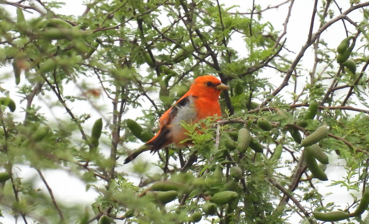 Scarlet Tanager - ML618619797