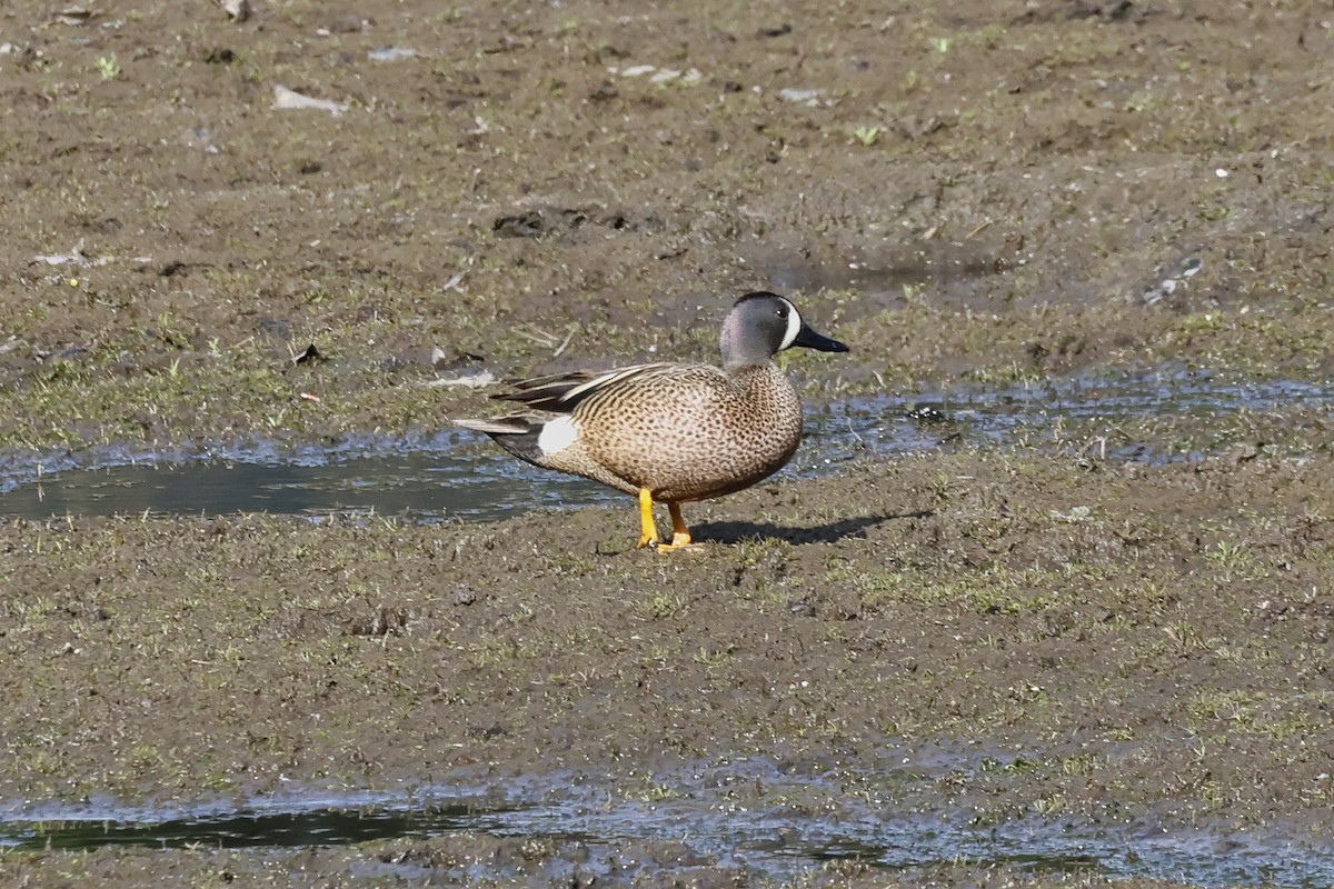 Blue-winged Teal - ML618619808