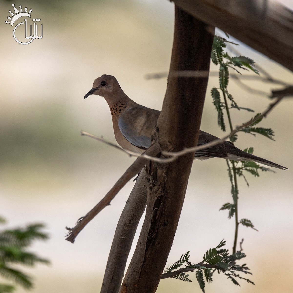 Laughing Dove - ML618619815