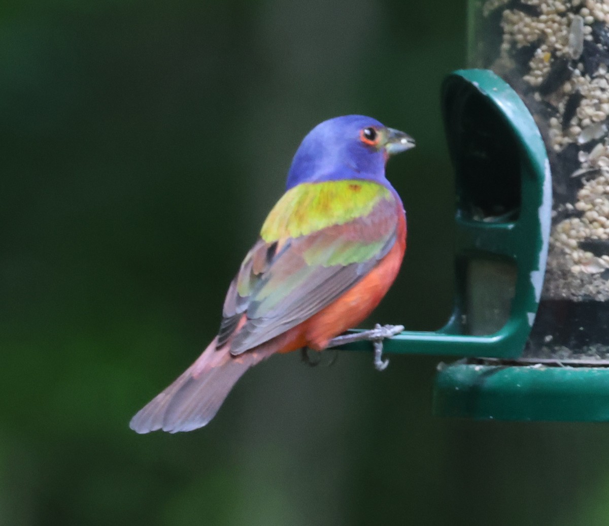 Painted Bunting - ML618619824