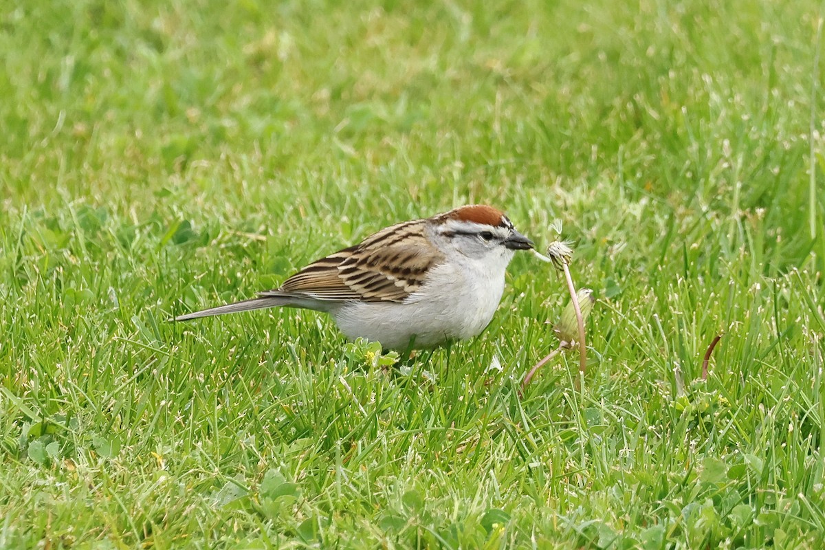 Chipping Sparrow - ML618619833