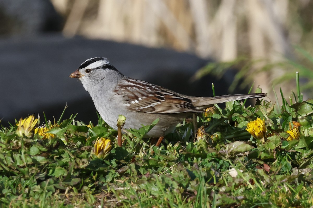 White-crowned Sparrow - ML618619839