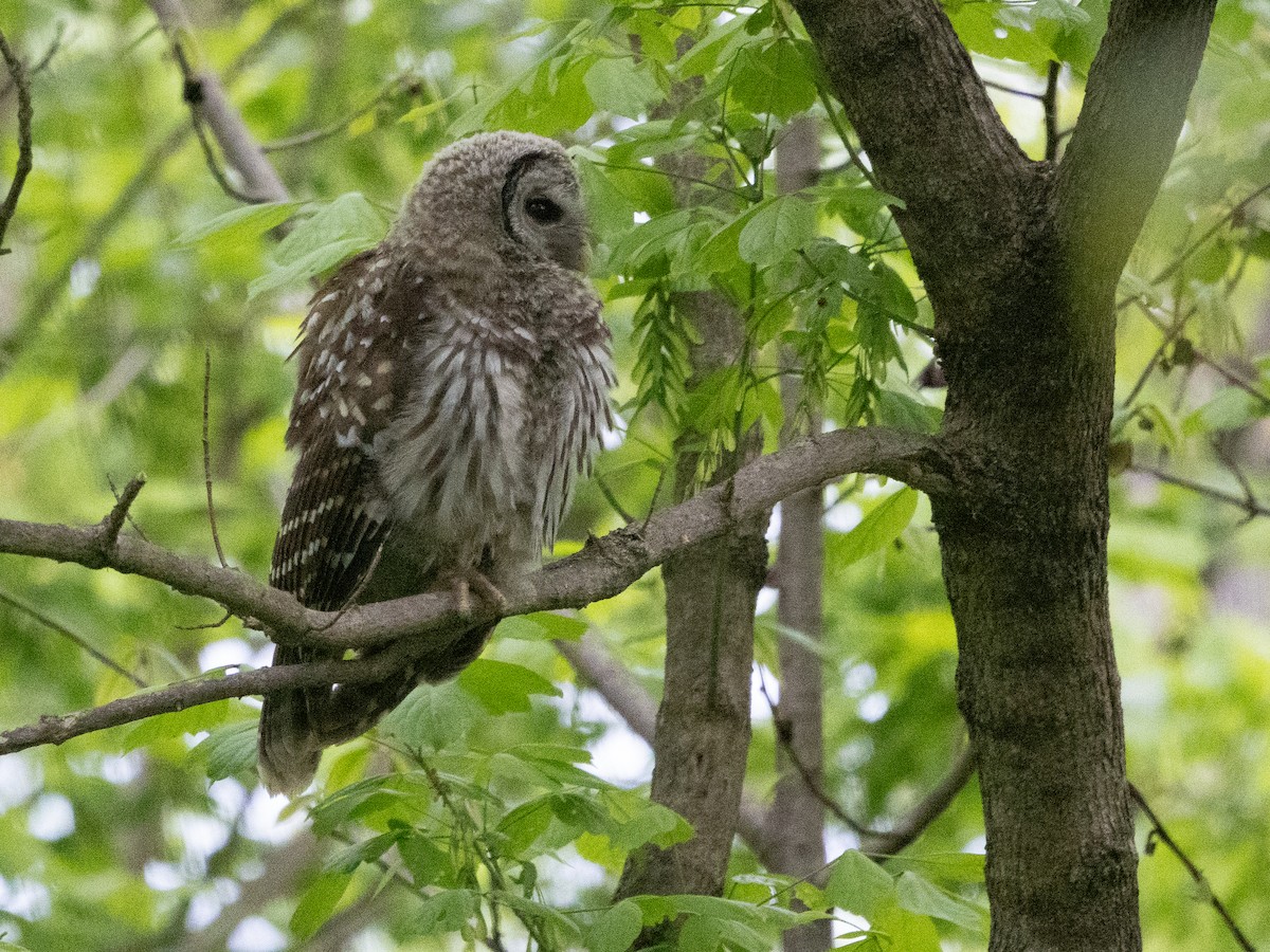 Barred Owl - ML618619851