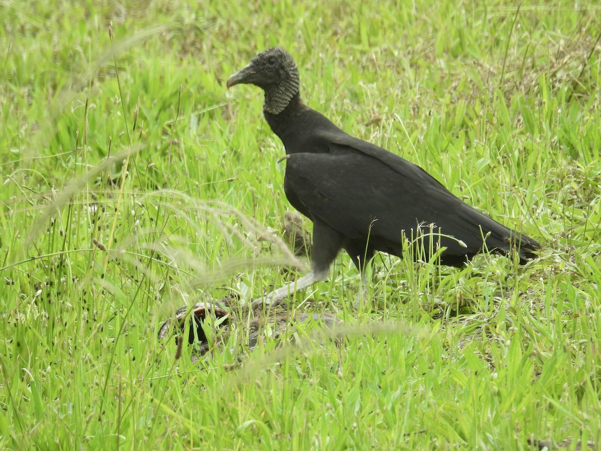 Black Vulture - ML618619856