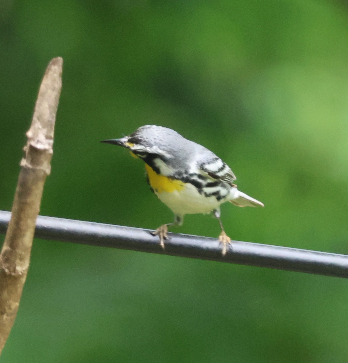 Yellow-throated Warbler - ML618619858