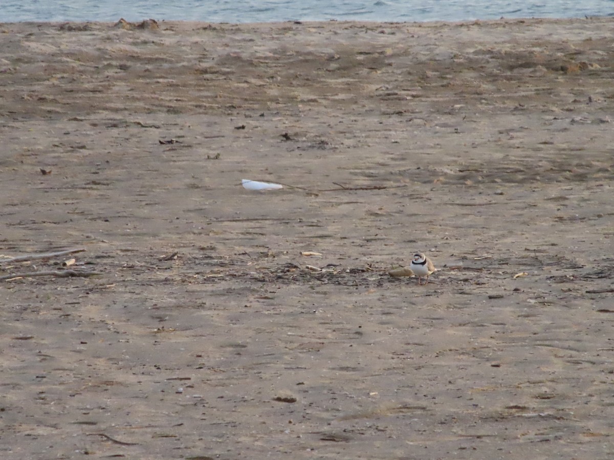 Piping Plover - ML618619866