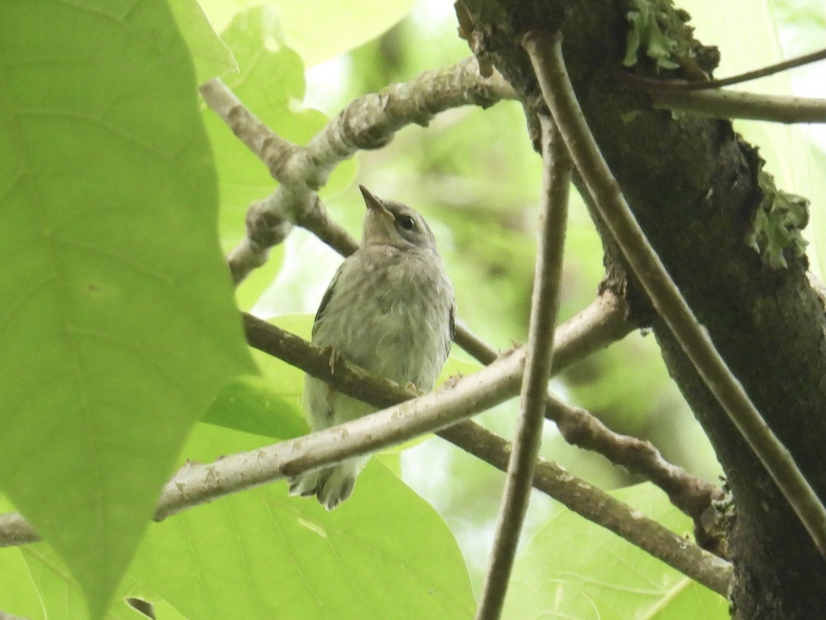 Prothonotary Warbler - L LeBlanc