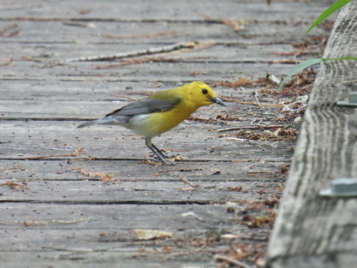 Prothonotary Warbler - ML618619871