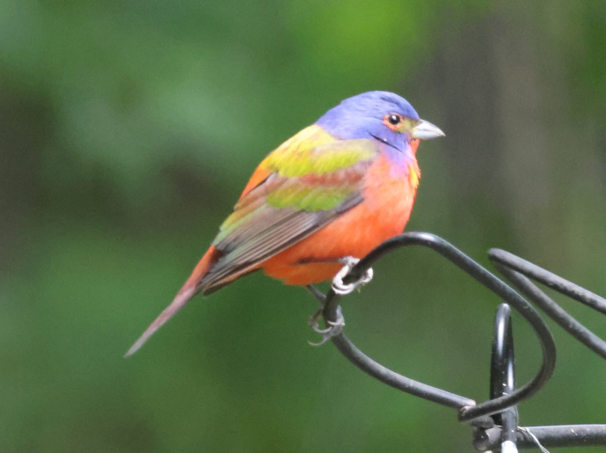Painted Bunting - ML618619879