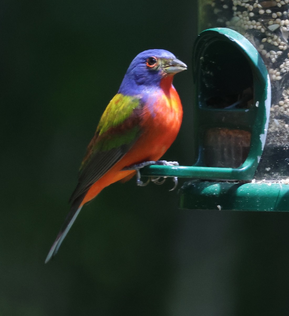 Painted Bunting - ML618619883