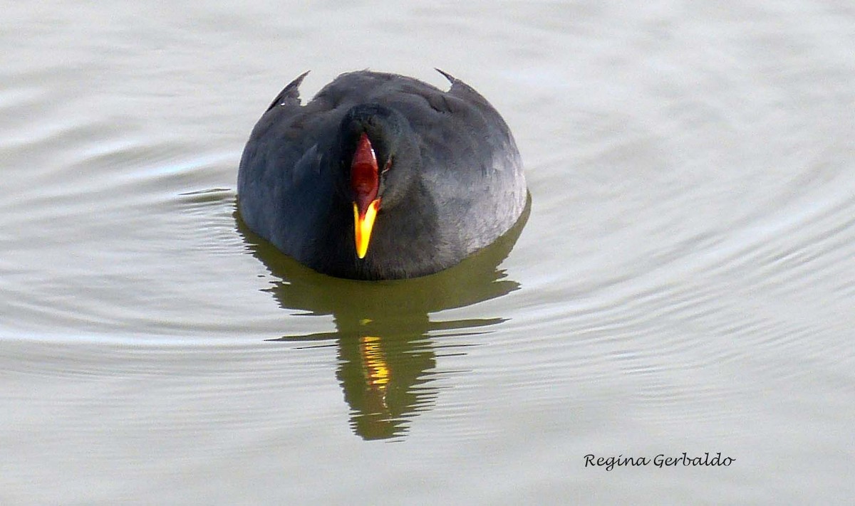 Red-fronted Coot - ML618619886