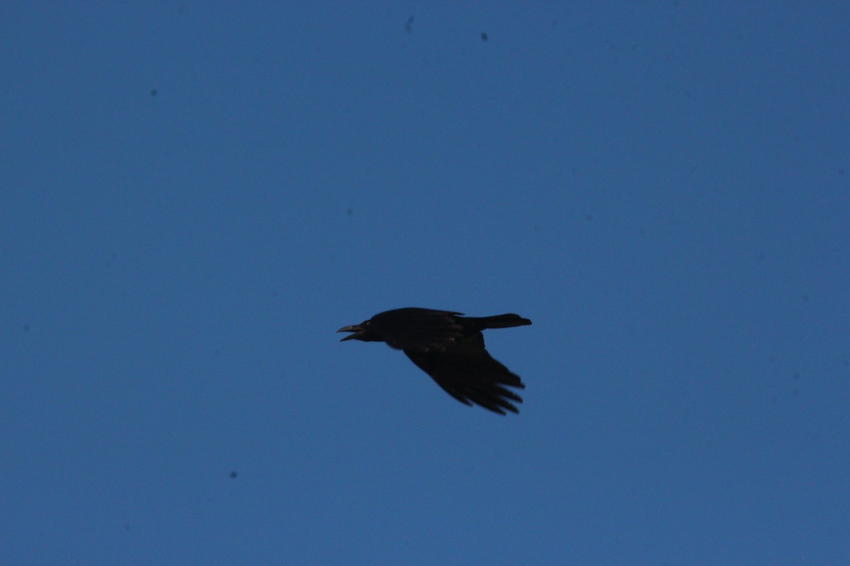 Large-billed Crow - ML618619900
