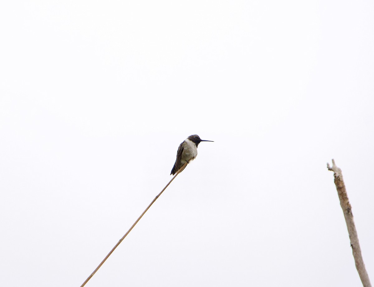 Black-chinned Hummingbird - ML618619905