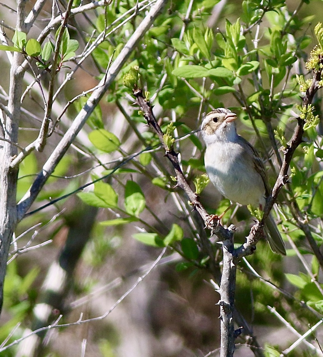 Clay-colored Sparrow - ML618619918