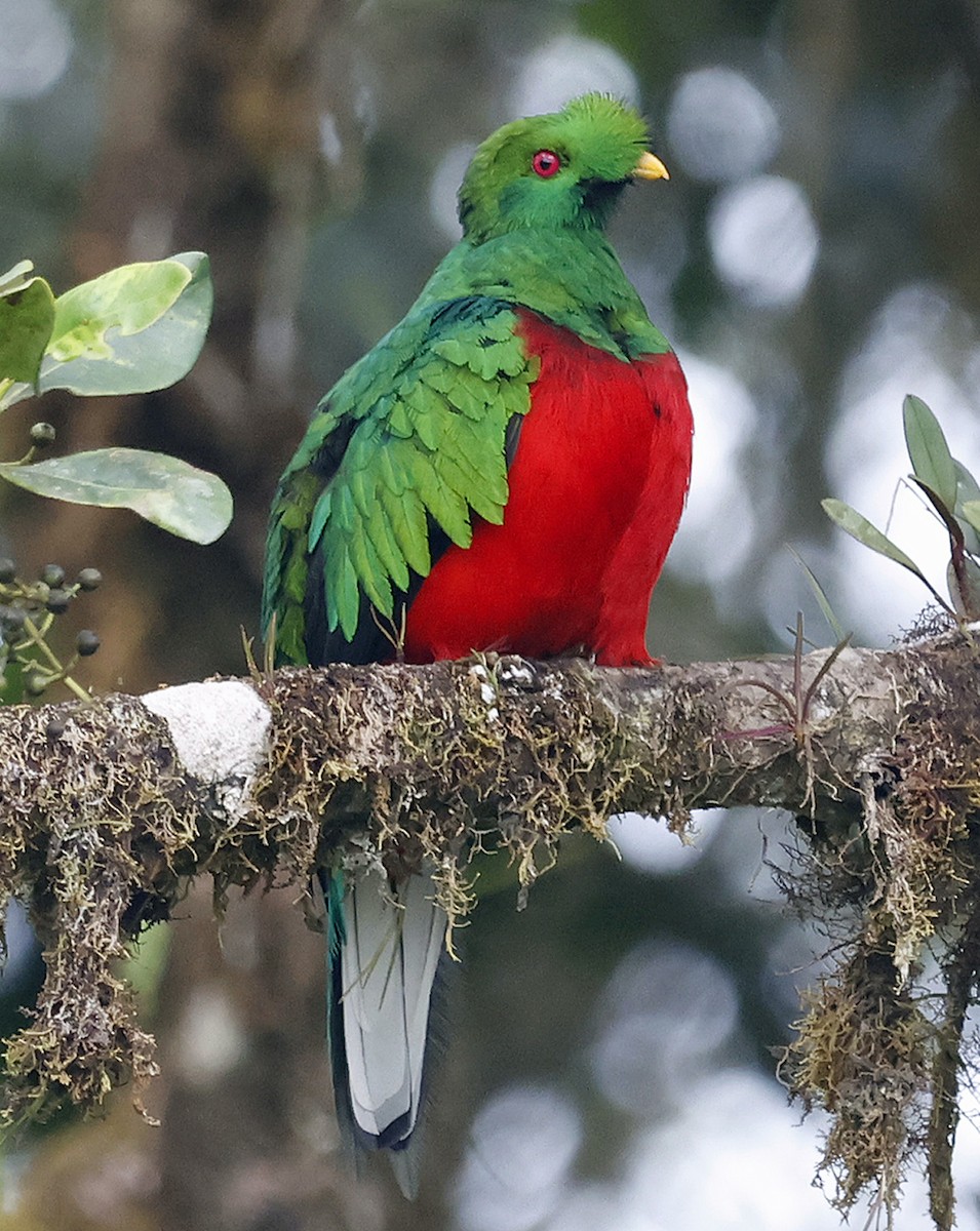 Crested Quetzal - ML618619928