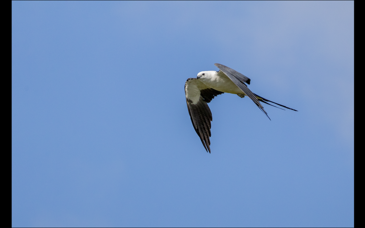 Swallow-tailed Kite - ML618619932