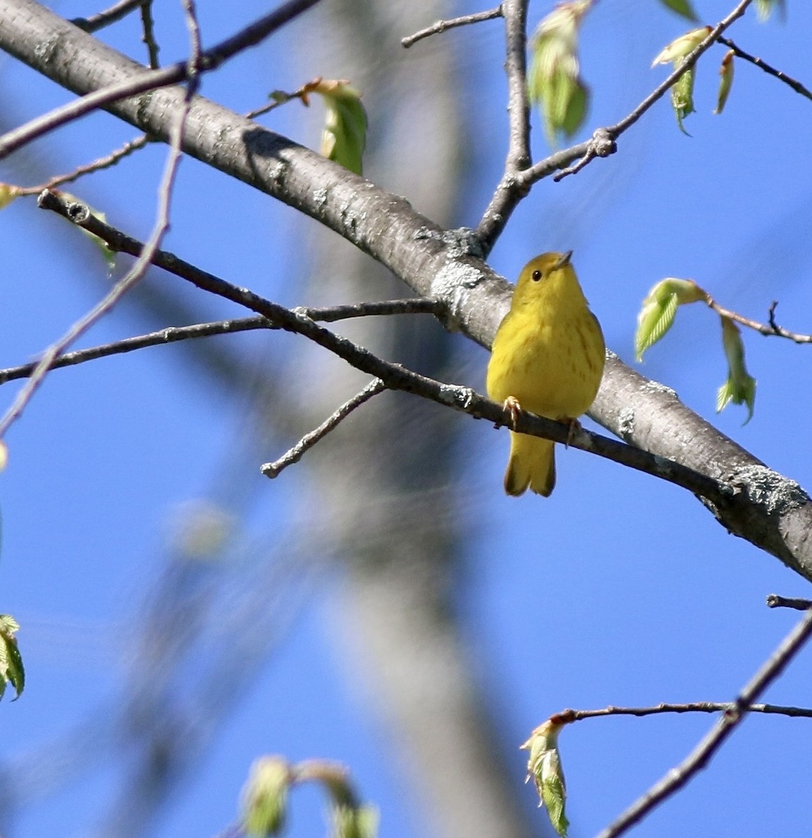 Yellow Warbler - ML618619945