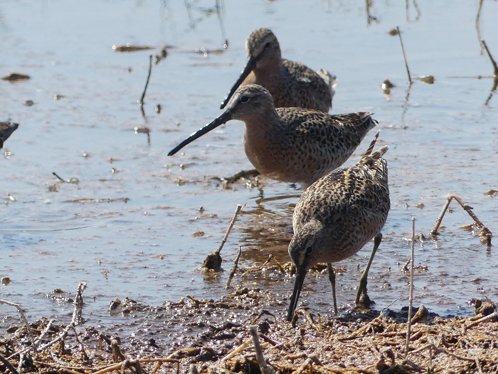 Long-billed Dowitcher - ML618619965