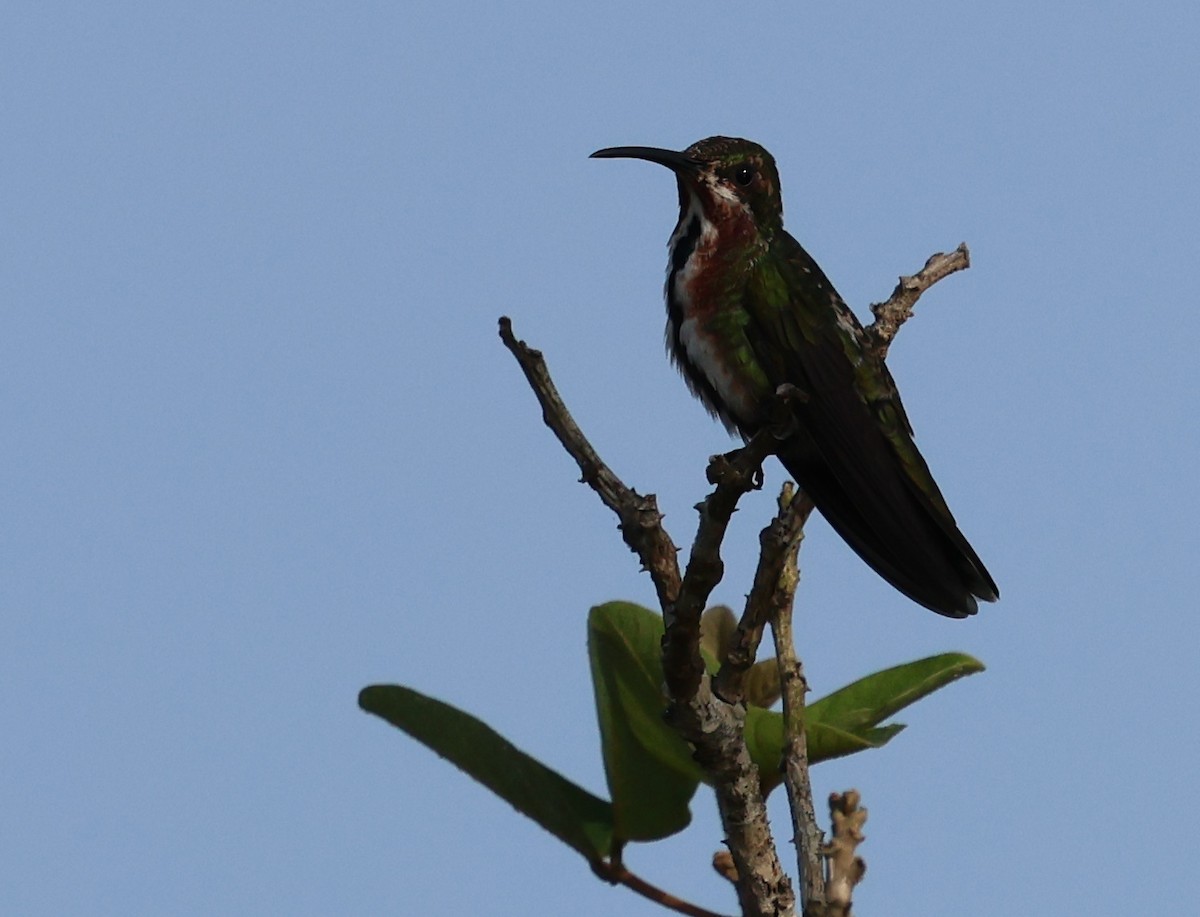 kolibřík lesklý - ML618619982