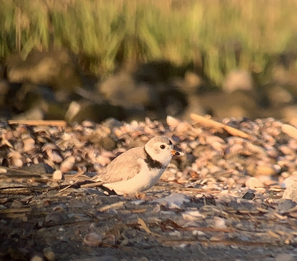 Piping Plover - ML618619987