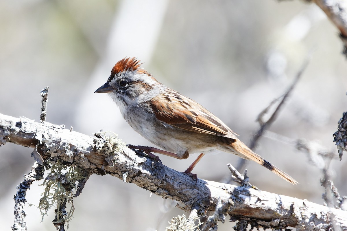 Swamp Sparrow - ML618620023