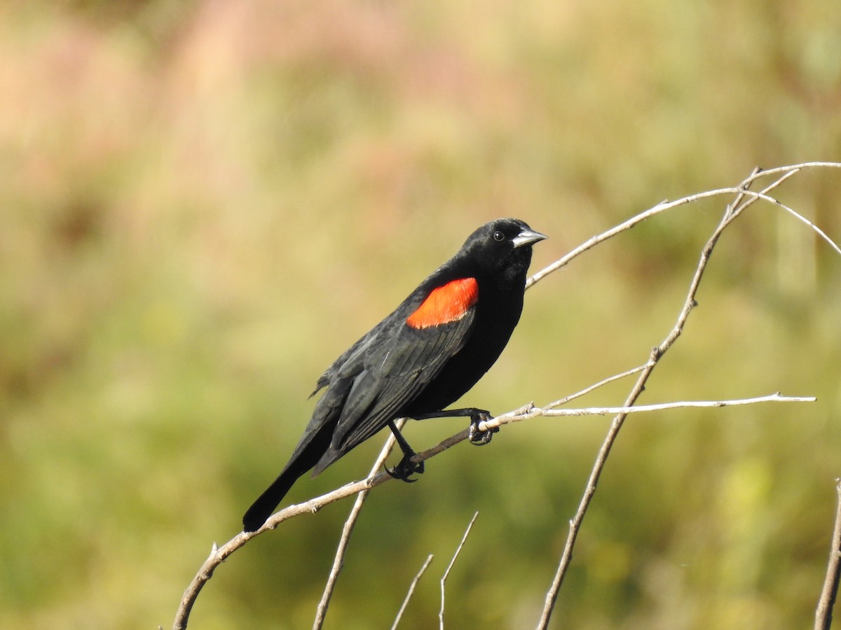 Red-winged Blackbird - ML618620045