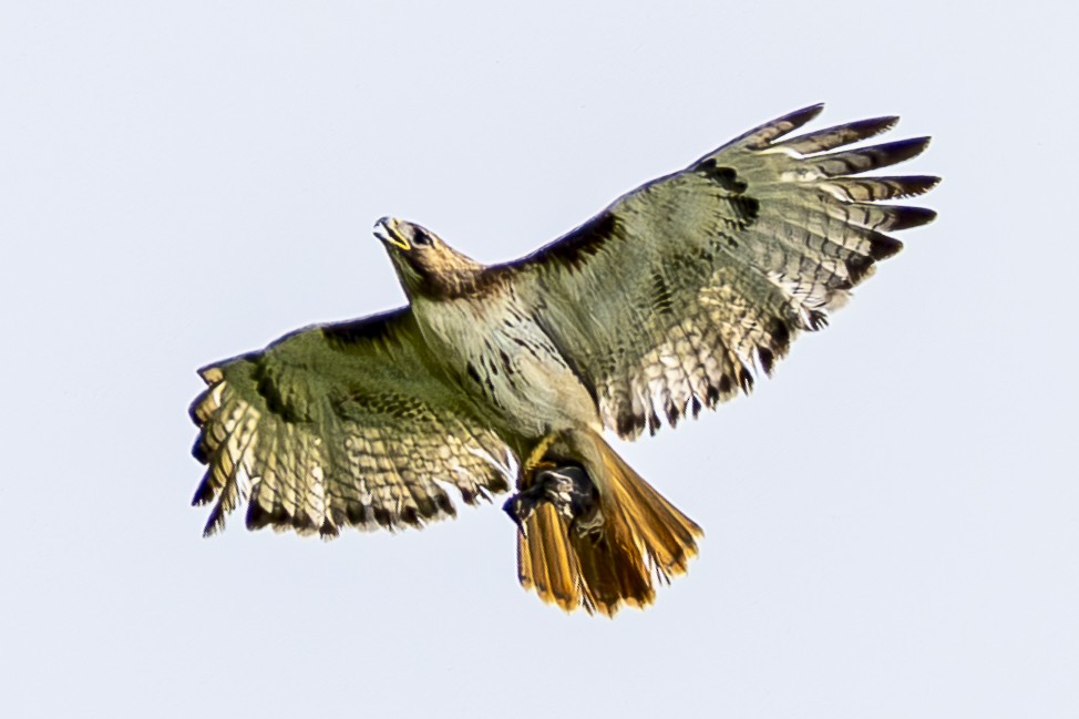 Red-tailed Hawk - ML618620048