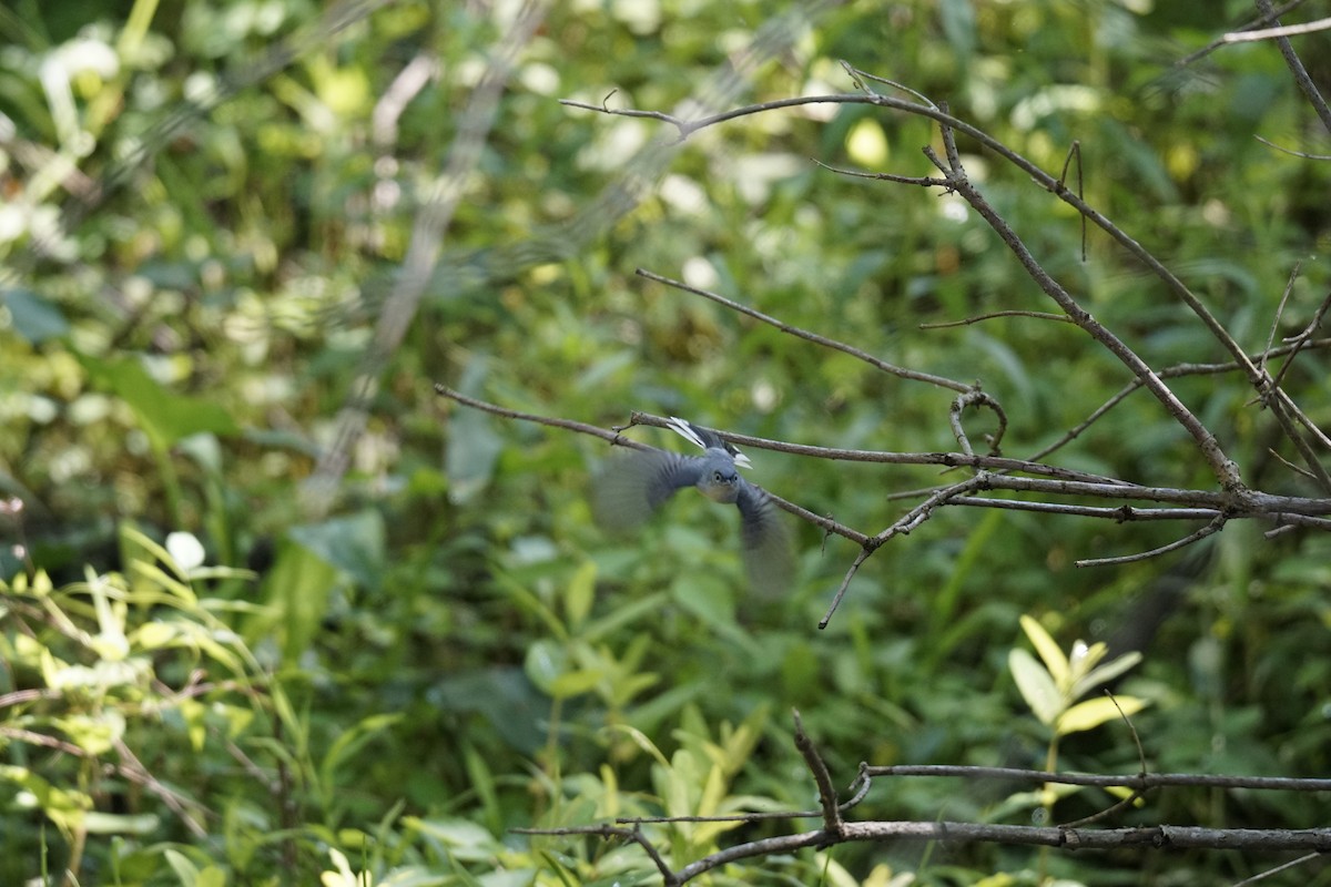 Blue-gray Gnatcatcher - ML618620095