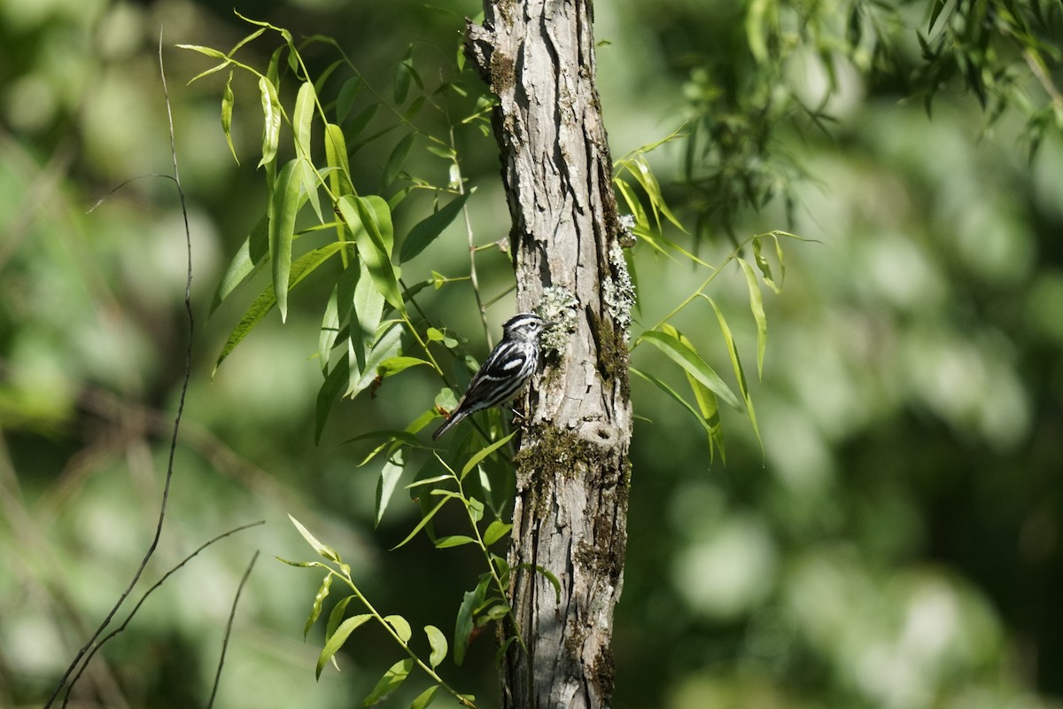 Black-and-white Warbler - ML618620121