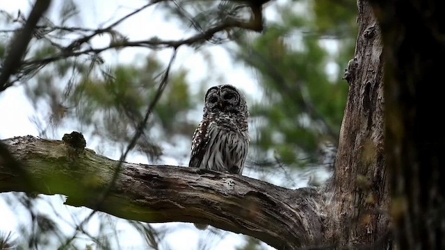 Barred Owl - ML618620131