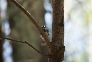 Black-and-white Warbler - ML618620152