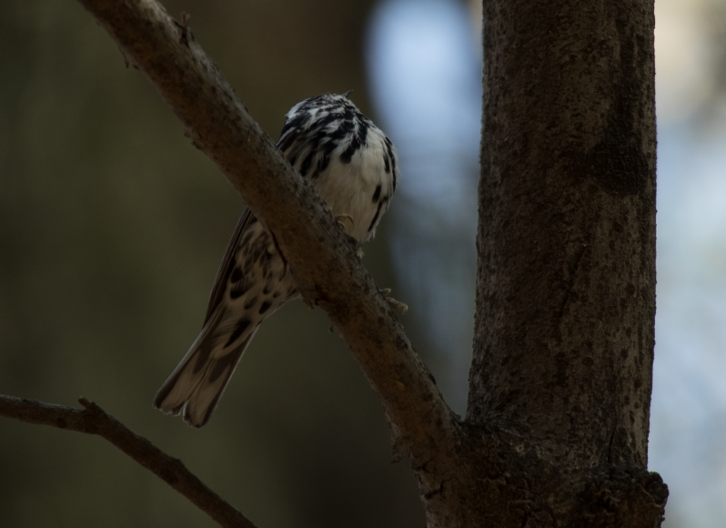 Black-and-white Warbler - ML618620154