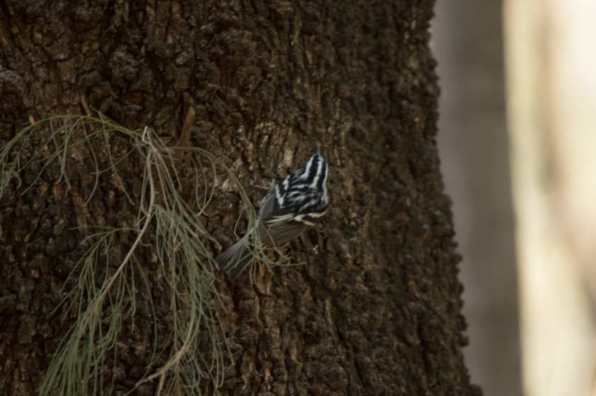 Black-and-white Warbler - ML618620155