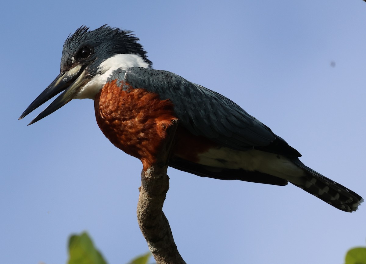 Ringed Kingfisher - Sally Veach