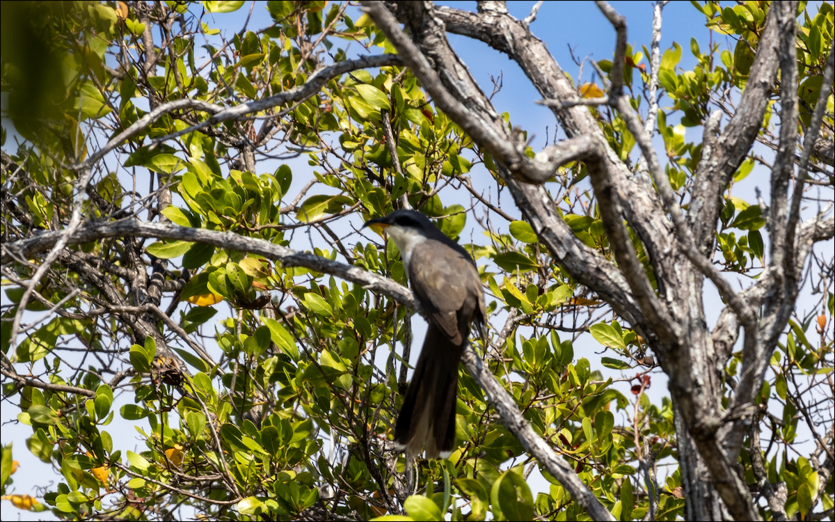 Mangrove Cuckoo - ML618620191