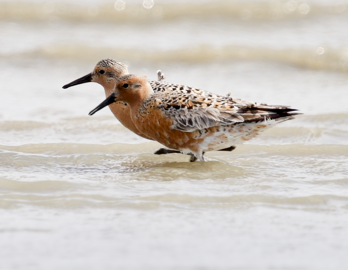 Red Knot - ML618620192