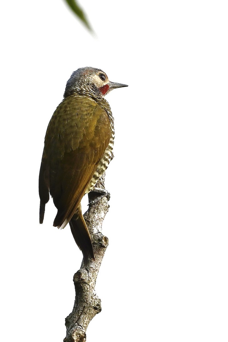 Gray-crowned Woodpecker - ML618620194