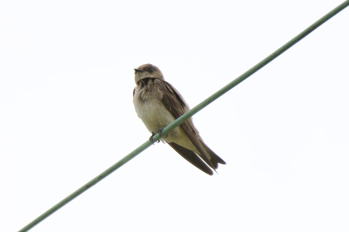 Northern Rough-winged Swallow - ML618620211