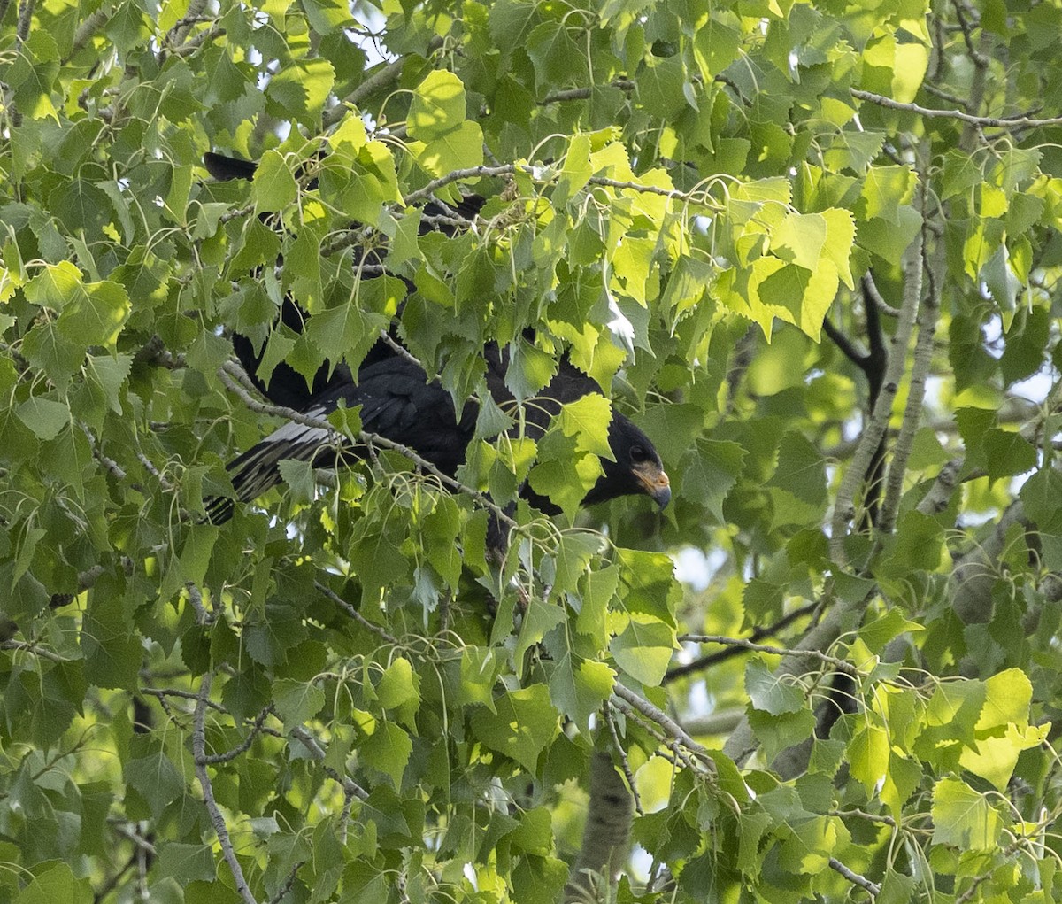 Чёрный крабоед (anthracinus/utilensis) - ML618620214