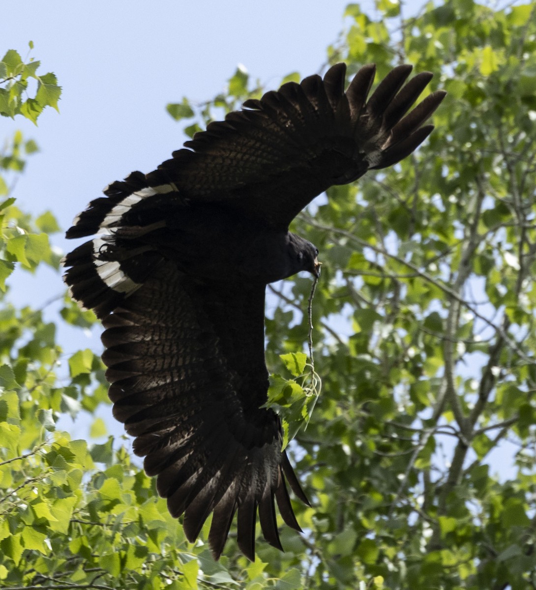 Common Black Hawk (Common) - ML618620216